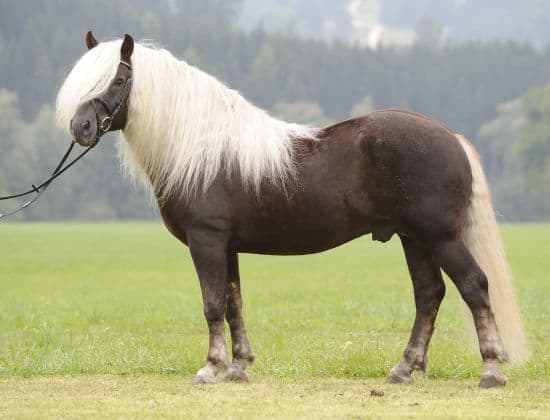 Poney alezan de la forêt noire