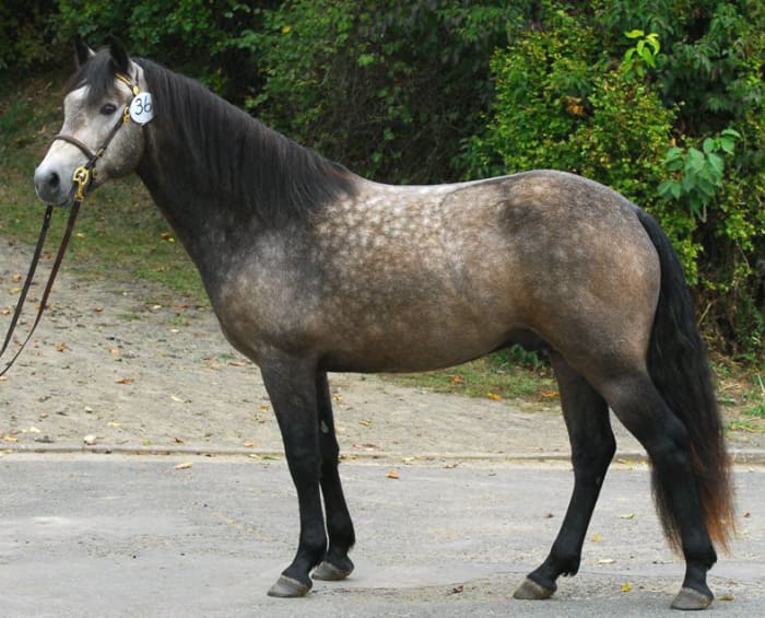 Konnemarský pony