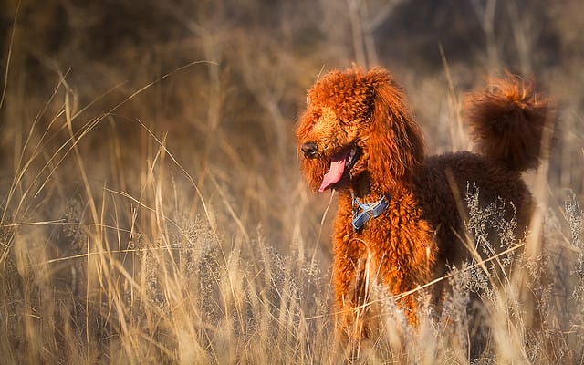The Standard Poodle does not shed much and can be trained to hunt.