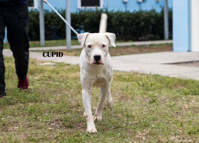 Mixed -would you lable this puppy a pitbull?