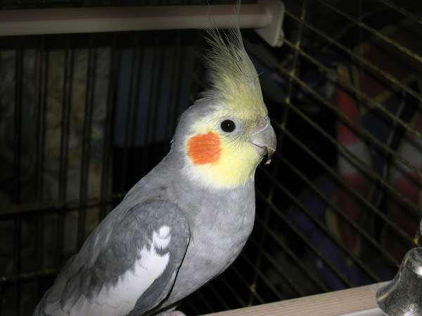 Normal male cockatiel, excited to come out of his cage. His crest is raised but a little more relaxed.