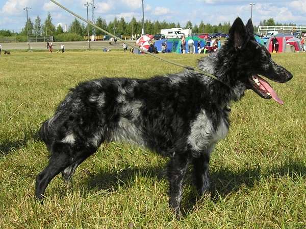 The Mudi is one of the rarest breeds in Hungary, but is an excellent herding dog nonetheless.