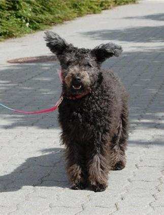 Those ears are special and make the Pumi stand out in the dog world.
