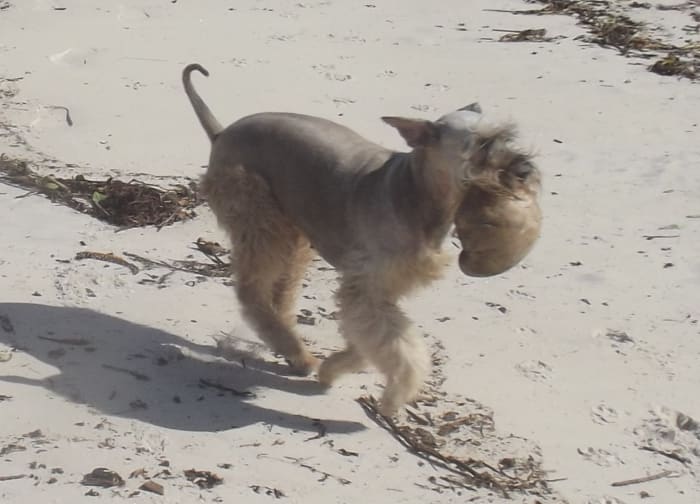 AQ bloody nose might be a life threatening condition, so find out immediately so your dog can be back playing at the beach.