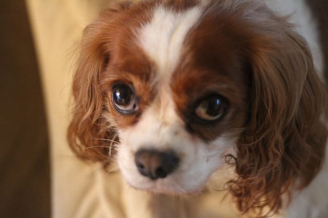 Cavalier King Charles Spaniel är en tillgiven liten hund för familjen.