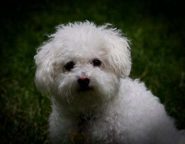 The Bichon is one of the best small dogs for any family.