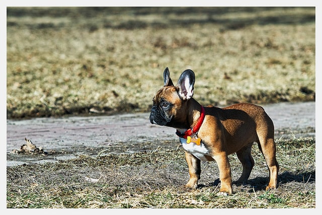 The French Bulldog is a good family dog.