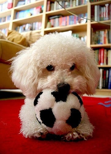 De Bolognezer lijkt op de Bichon maar is iets kleiner.