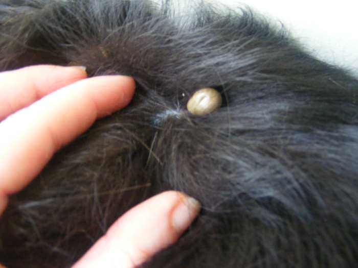 Removing ticks quickly is key to preventing tick-borne diseases in dogs.