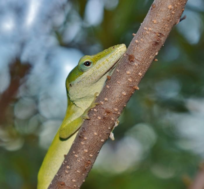 Anolis son pequeños, asustadizo, muy activo lagartos con la diversión personalidades.