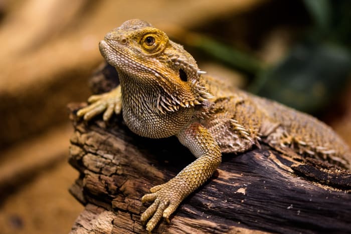 Los dragones barbudos son los lagartos mascota más grandes y uno de los más fáciles.