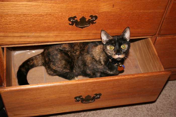 Bored kitties get into things and cause trouble! But they're so cute you have to forgive them, right?