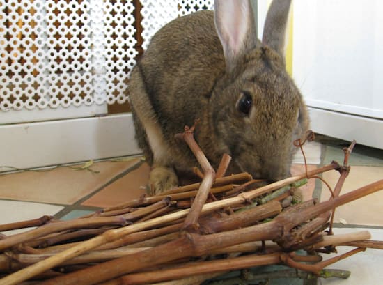 Rabbits' incisors continue to grow during maturity. Wooden chews help them trim their teeth as they grow.