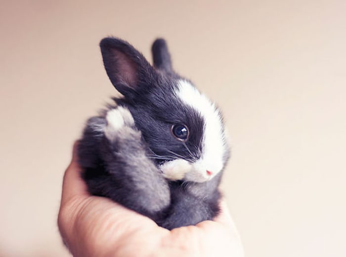 Like most mammals, rabbits are social. Spend time with your pet, especially if it does not have a cage mate.