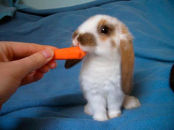 Rabbits love fruits and veggies as treats, but be sure they eat their Timothy hay and pellets as well.