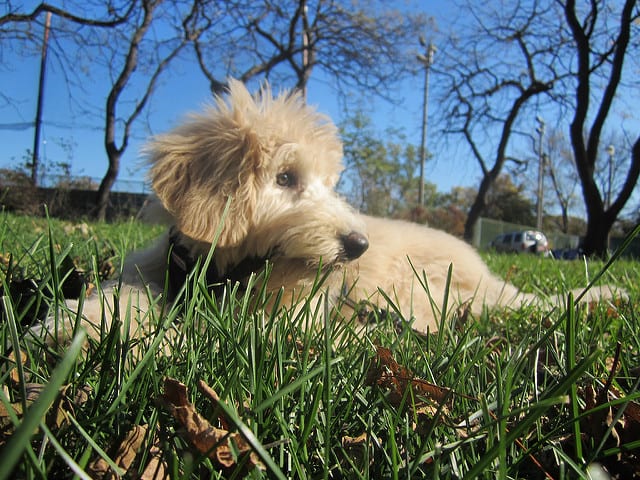 The Goldendoodle is another Poodle cross made up of two great breeds.