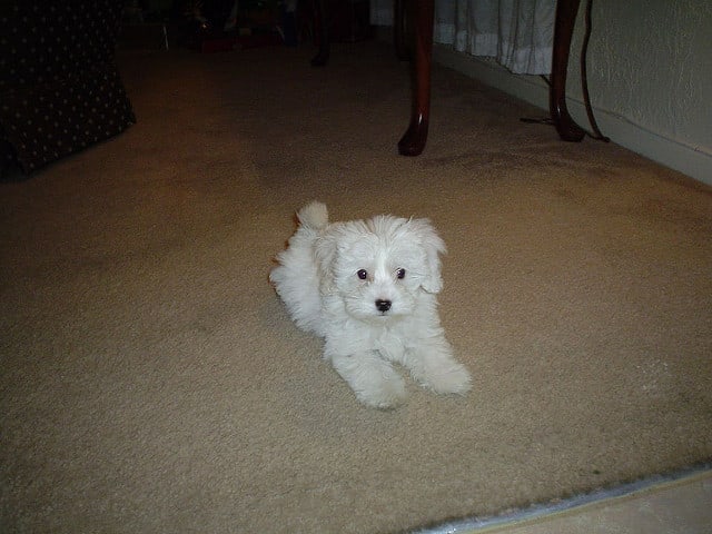 Maltipoo owners say that their dogs are as smart as a Poodle and as cute as a Maltese.