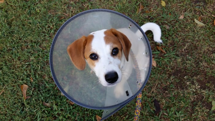 Uma coleira electrónica evita que os cães lamba e mastigue o seu ponto quente.