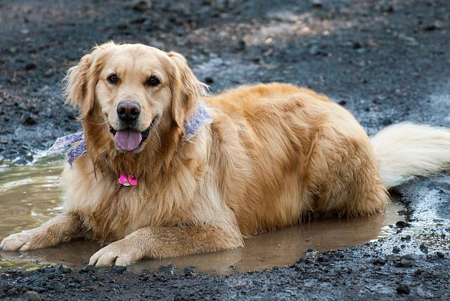  濡れた長毛犬は、ホットスポットをすばやくコントロールすることを学ぶと感謝します。