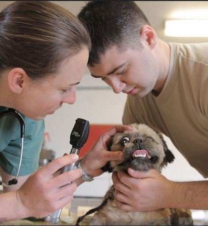 Capt. Brooke Henderson (left), veterinarian, 993rd Medical Detachment, U.S. Army Reserves, performs an eye exam on Wilson, a Maltese mix puppy.