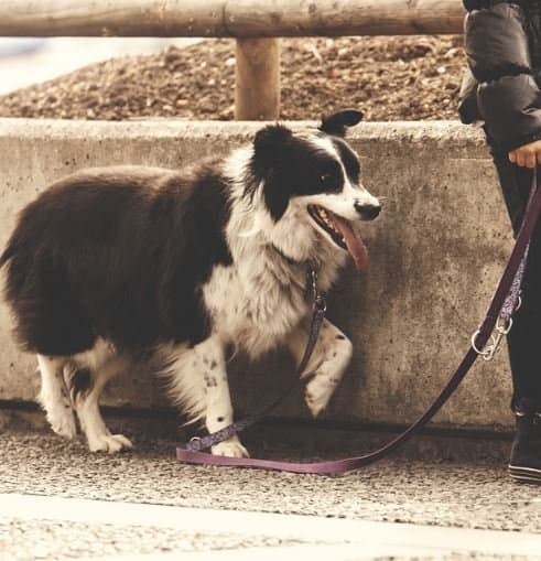 causes de la boiterie chez le chien