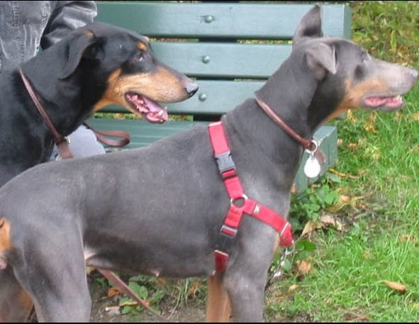 Blue Doberman Pinscher: Health Issues and Care - wide 7