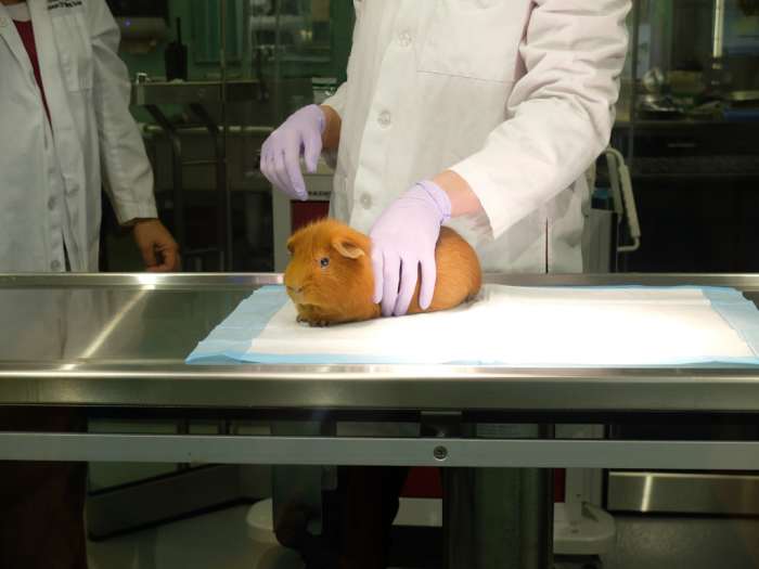 if your cavy loses more than two ounces, a trip to the vet is in order.