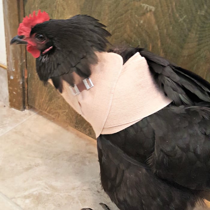 Poule blessée enveloppée dans un bandage