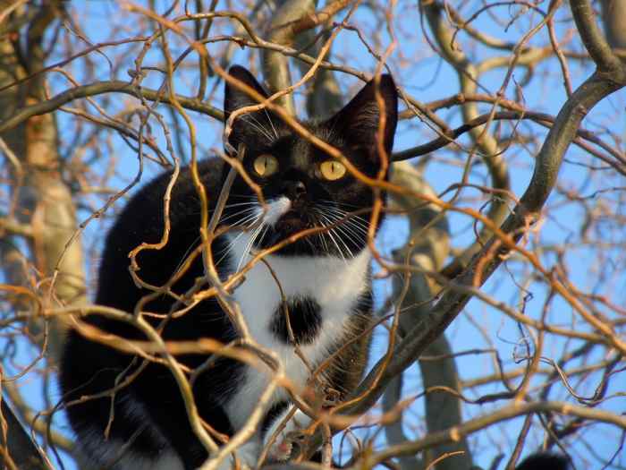 Some owners to choose to let their pets be "outside cats" after considering the size of their home and the relative safety of the surrounding area.