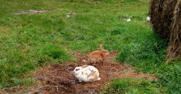 Two free-range meat rabbits, Miss Doe and Red Bunny, living as they please. (Don't mind the baling twine or the old hay pile!)