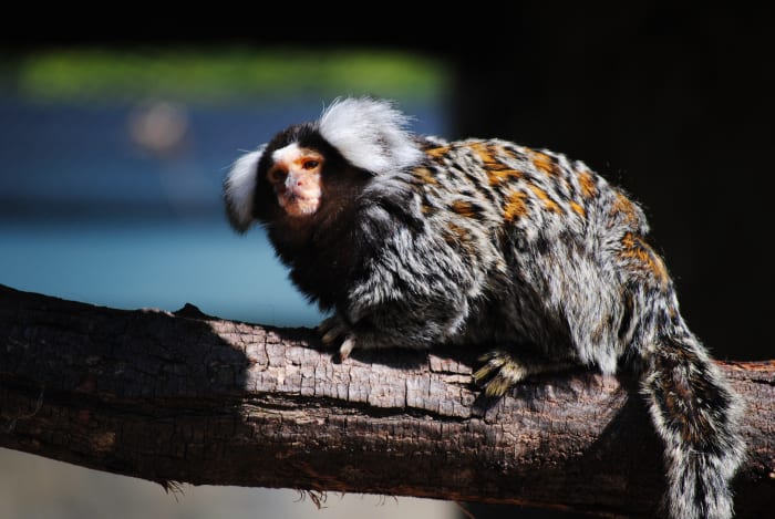 10 Exotic Pets That Are Legal in Texas - PetHelpful - By fellow animal