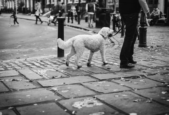 Why should I walk my dog? Because it is easy on your body!
