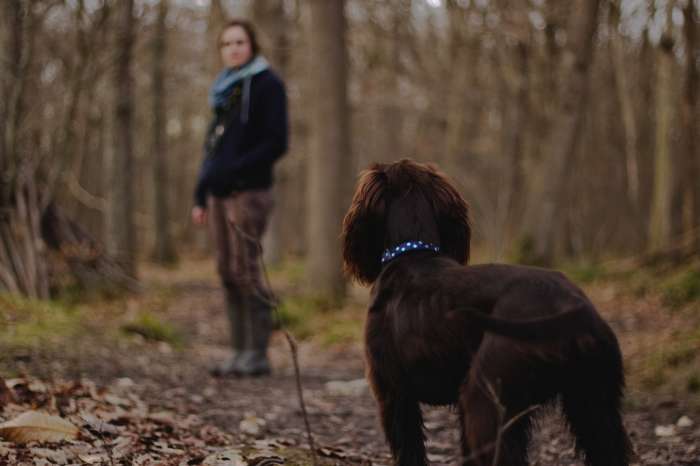 9 Great Dog Walking Trails in the United States