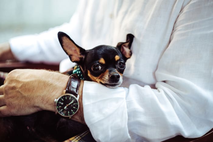 Why should I walk my dog? Because it makes good fiscal sense!