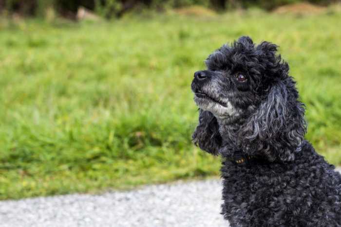 Poodles are a popular choice for apartment living due to their high intelligence and adaptability.