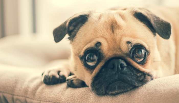 Pugs are known for their sweet, lovable nature and small stature - both of which makes them excellent dogs for apartment living.