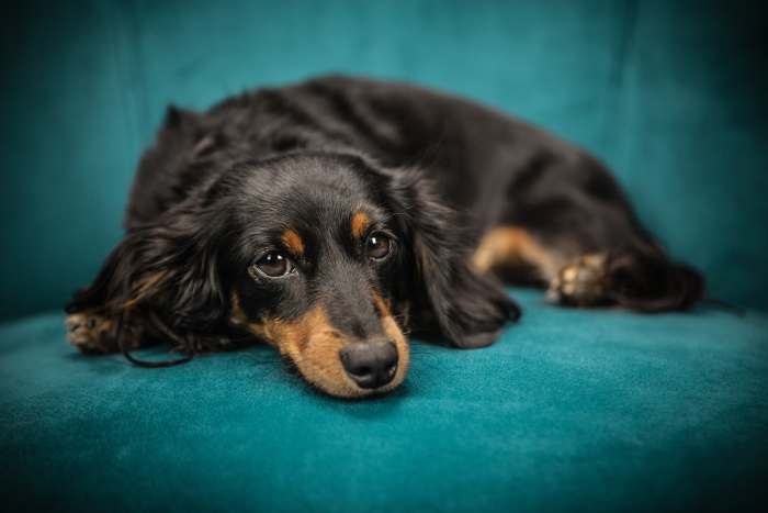 The small size and beautiful coat of a Dachshund has won the hearts of many pet owners.