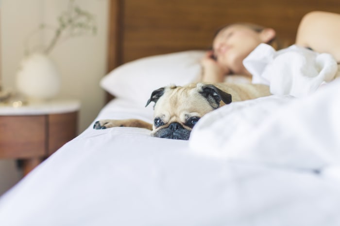 Pugs haven't forgotten their royal origins, and still enjoy lounging around with their favorite humans.