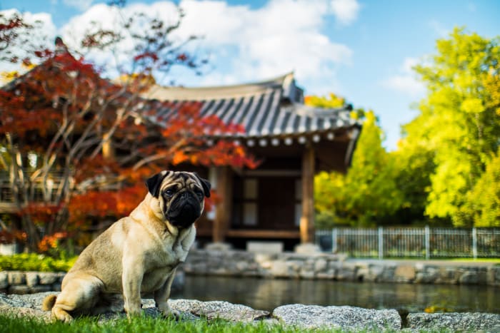 Pugs trace their origins to ancient China, where they enjoyed a life of luxury as Emperors' lapdogs.