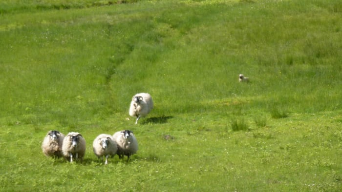 If you let your dog loose before training him, it will be difficult to teach him not to chase sheep.