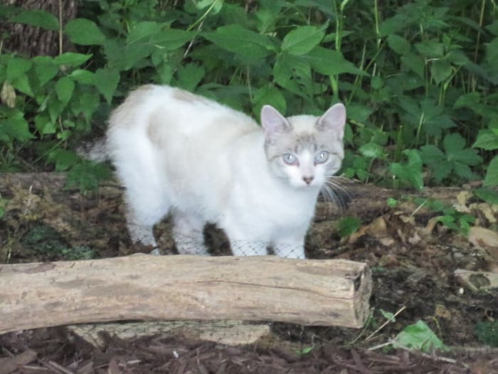 The first photo I ever took of Birdie, when she was a wild cat living in the backyard.