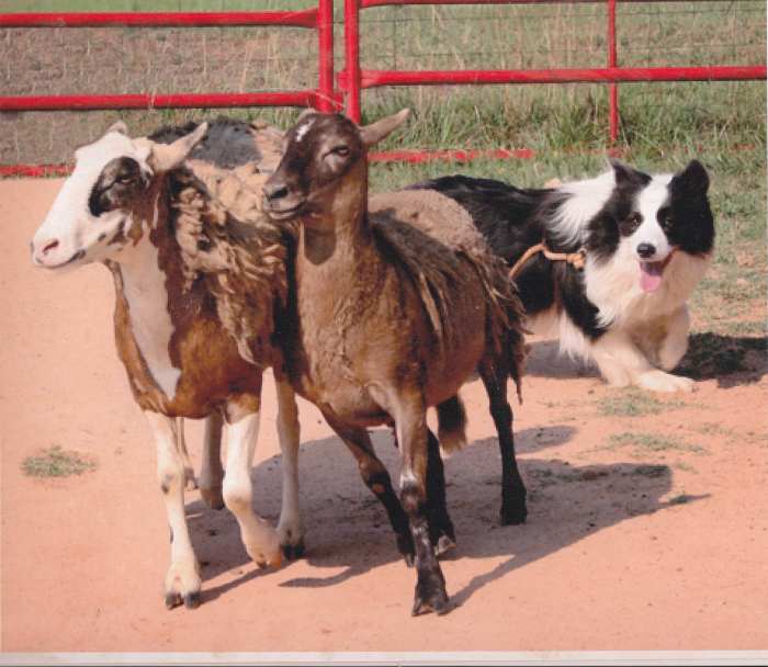 100 Powerful Names for Energetic Dogs (From Chipper to Zipper