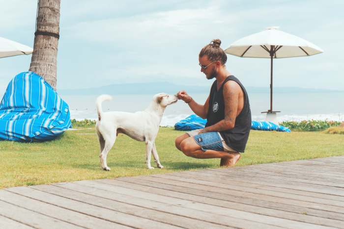 Consider making homemade dog food.