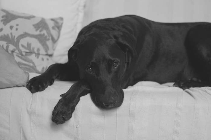 Always consider your dog's nutritional needs.
