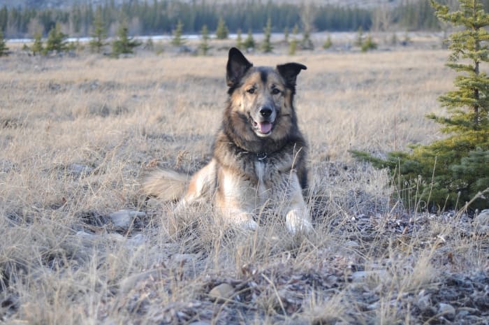 Cues help your dog follow your direction.