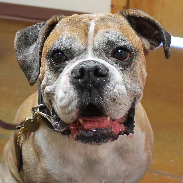 Follow these tips for a healthy and happy senior dog.
