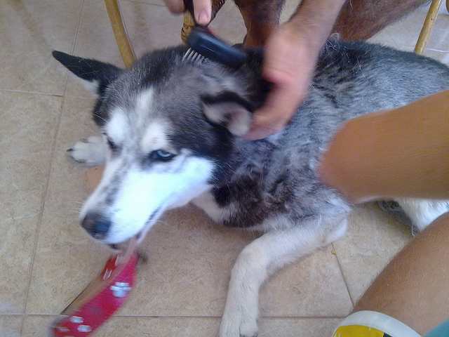 Your dog should be combed or brushed every day.