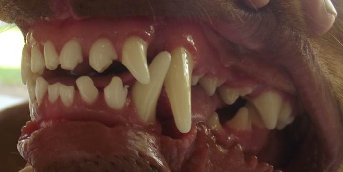 Dogs eating a raw diet have clean teeth and few problems from dental disease.