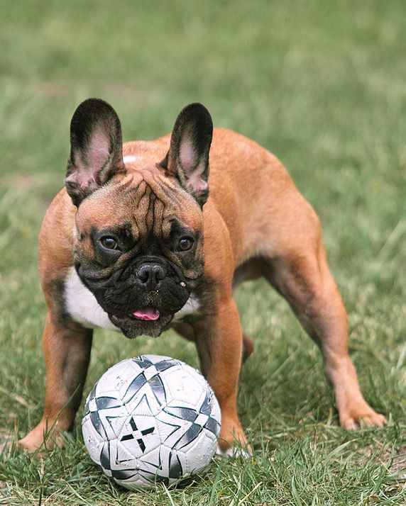 Regular exercise will keep your dog thin.