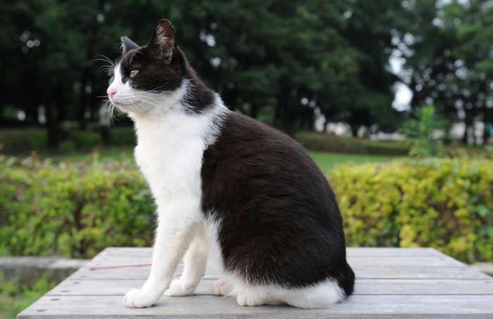 This black-and-white cat exhibits a common bicolor pattern: white spotting on the chest, belly, legs, and part of the face.